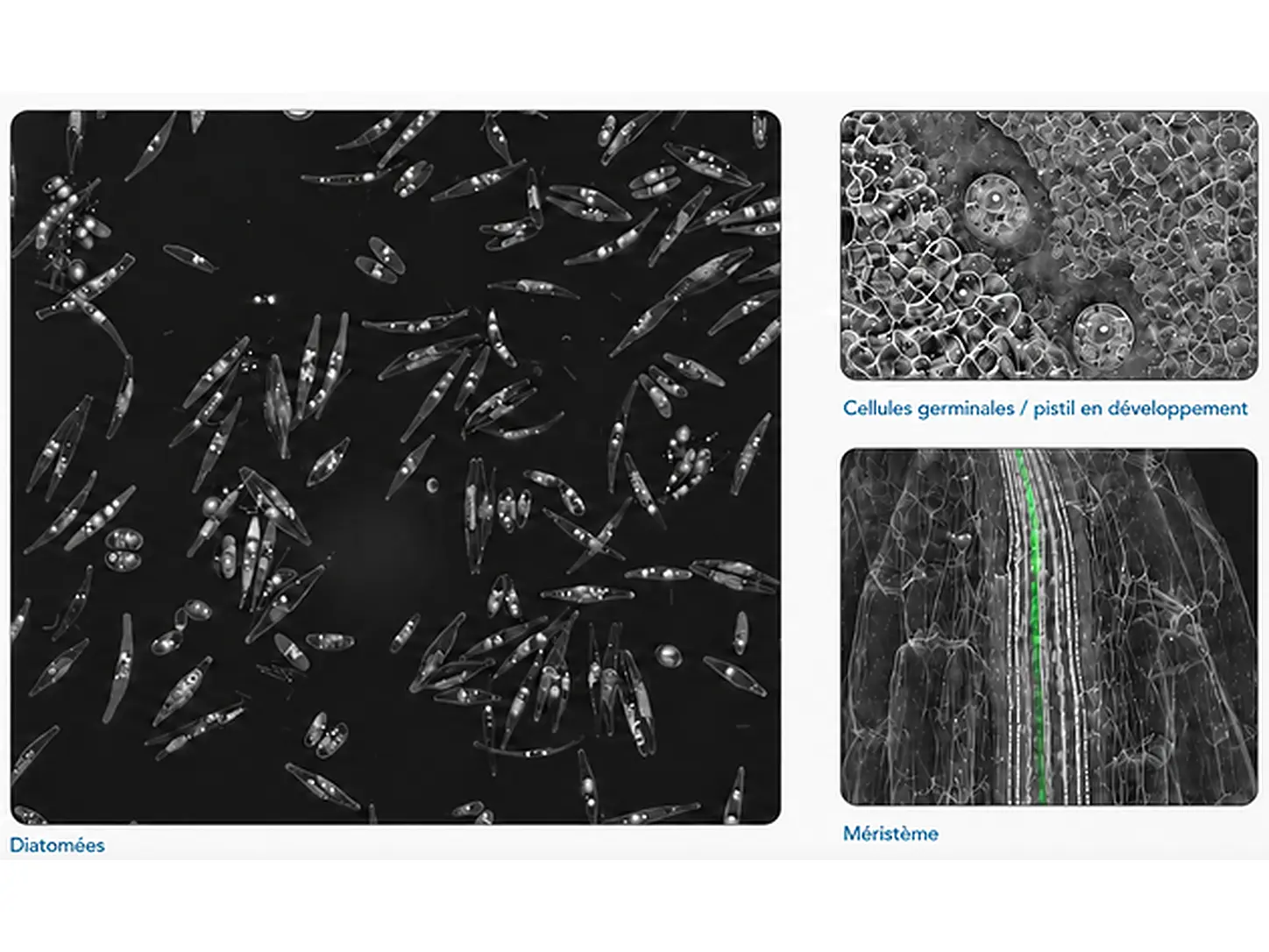 3_vignettes_biologie_marine_vegetale_1448x1086
