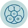 5_morphogénèse