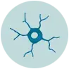 6_morphologie