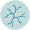6_neurites et réseau