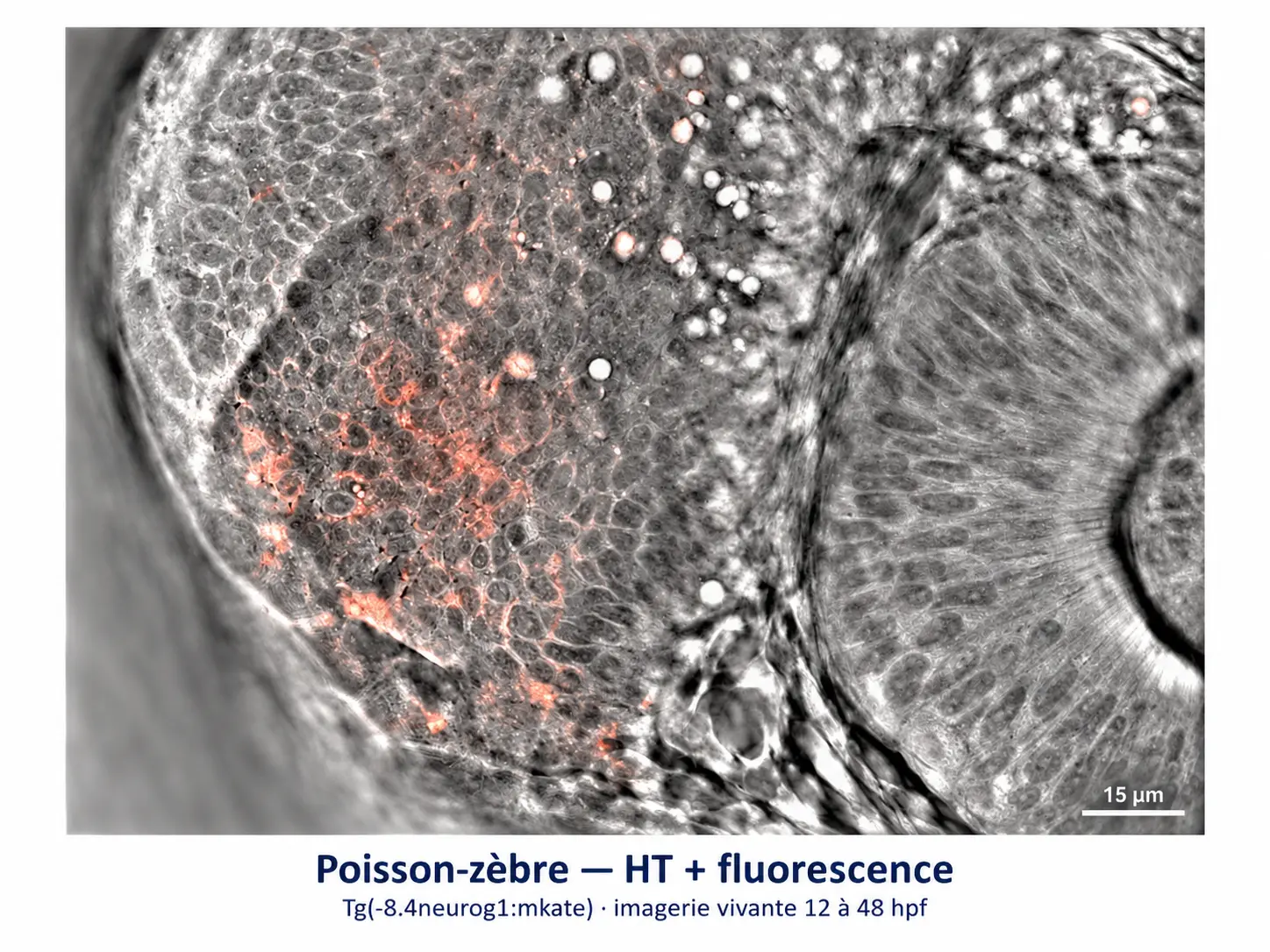 Biologie du developpement_Image de fluorescence