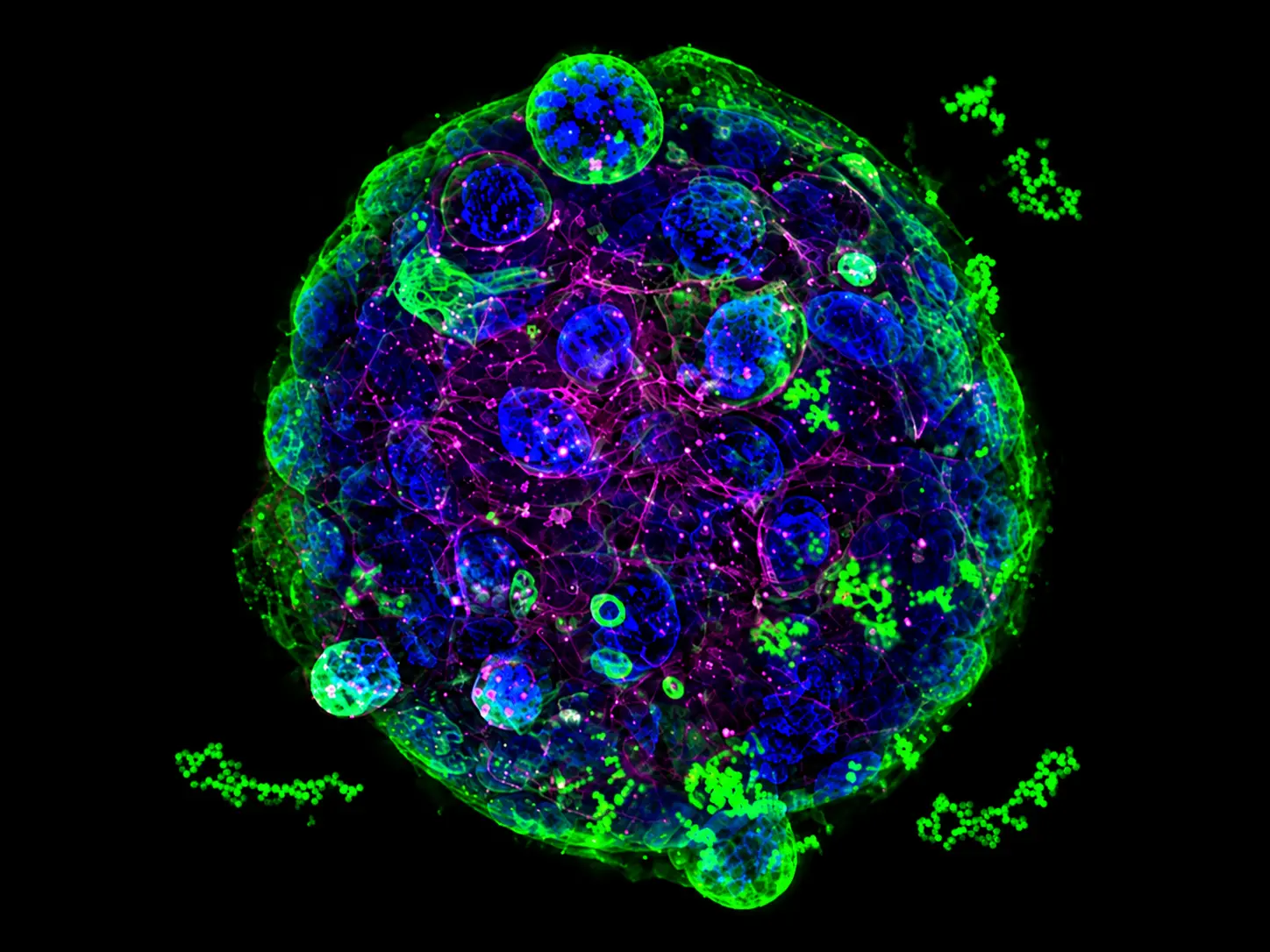 Image de fluorescence_Organoides