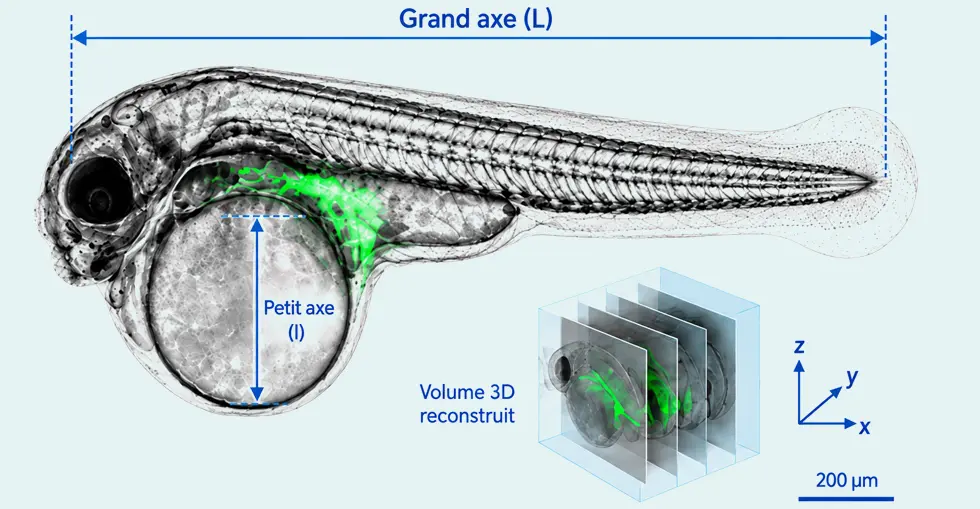 application - Biologie du developpement