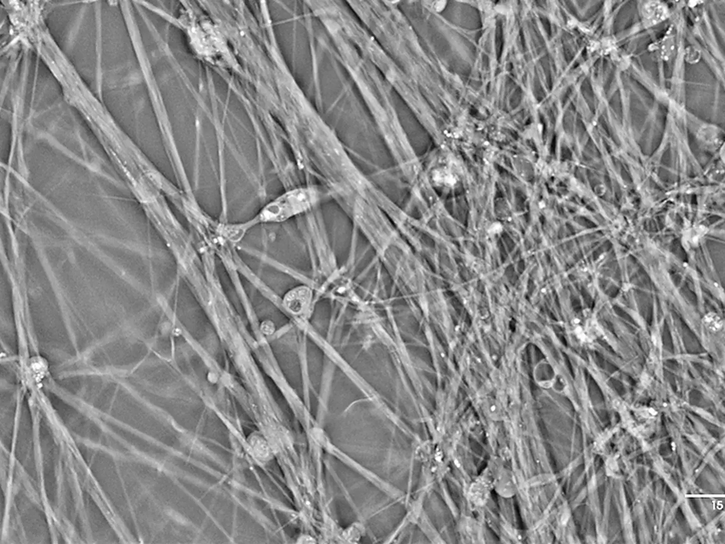 vignette_neurosciences_HT_1448x1086